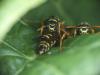 Polistes sp.